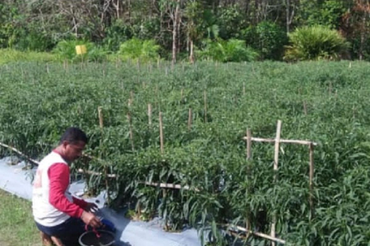 Sinergitas penyuluh dan petani Tanjabtim jaga ketahanan cabai merah