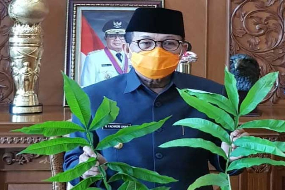 Gubernur Jambi instruksikan Dishut teliti khasiat daun Sungkai untuk obati pasien  COVID-19