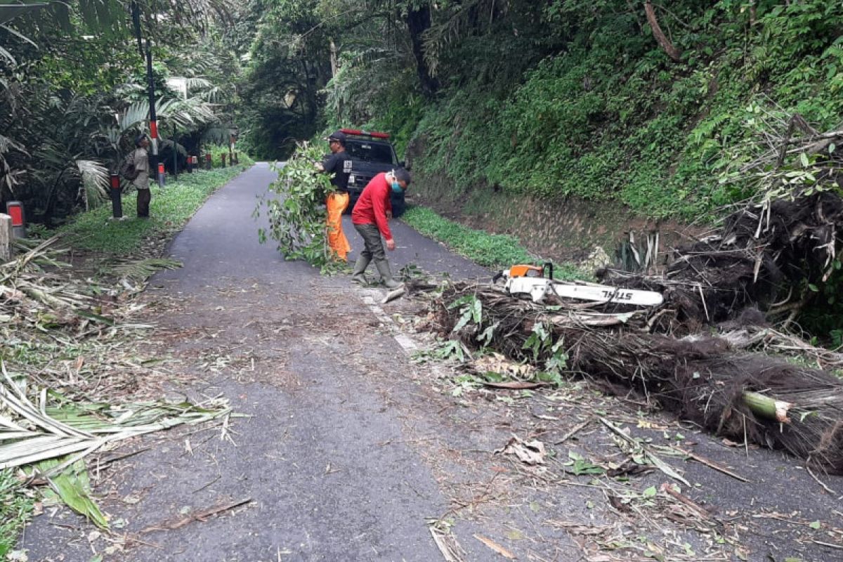 Tanah longsor dan pohon tumbang terjadi di sejumlah lokasi di Agam akibat curah hujan tinggi