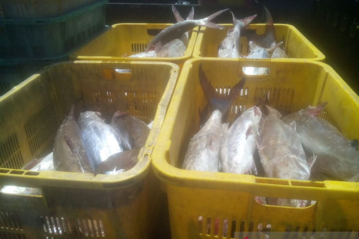 Harga ikan di TPI Sungailiat turun akibat COVID-19