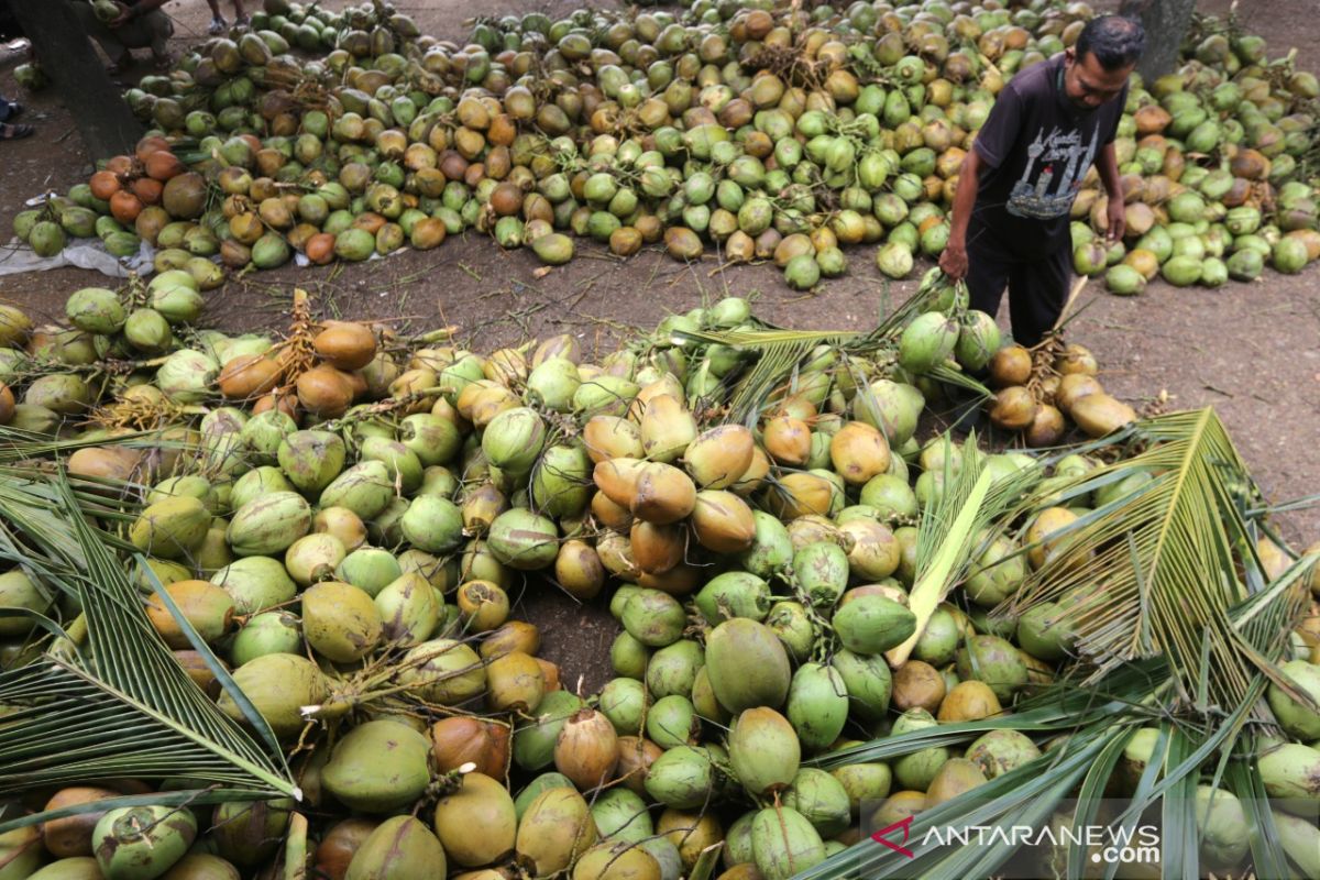 Grosir Kelapa Muda