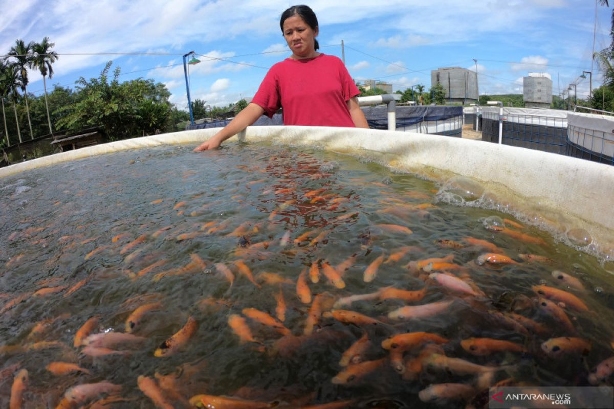 Ikan nila payau di Lampung Timur Rp20 ribu per kilogram