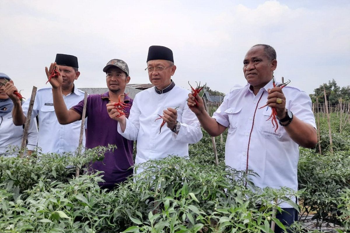 Petani Sarolangun Jambi panen cabai merah