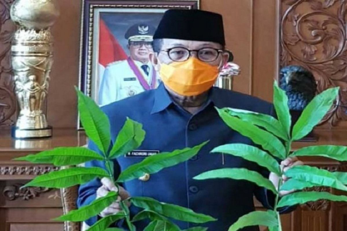 Daun Sungkai disebut berkhasiat obati COVID-19, Gubernur langsung perintahkan lakukan penelitian