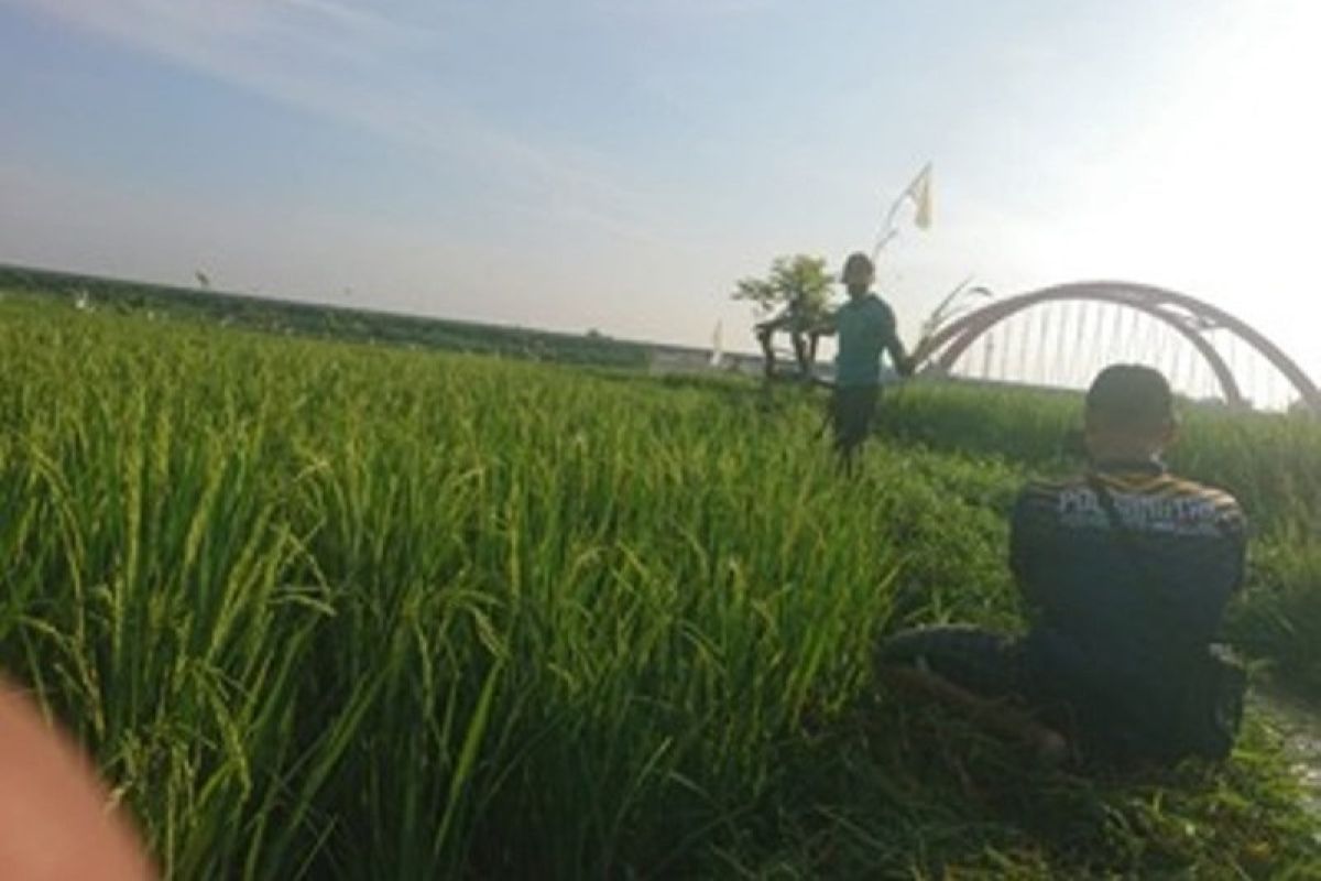 Mahasiswa Polbangtan YoMa pantau aktivitas petani di tengah pandemi COVID-19