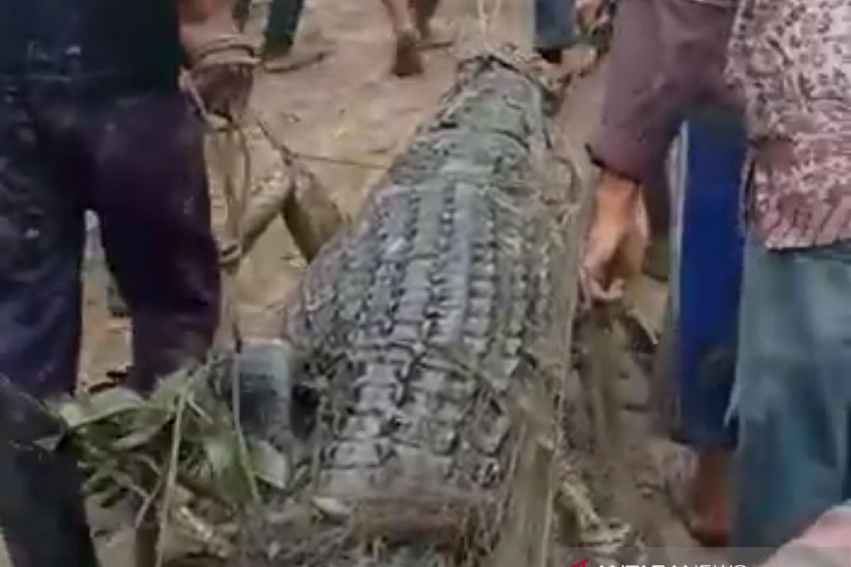 Warga Teluk Lanus tangkap buaya pemangsa nelayan Meranti. Ini isi perut buaya