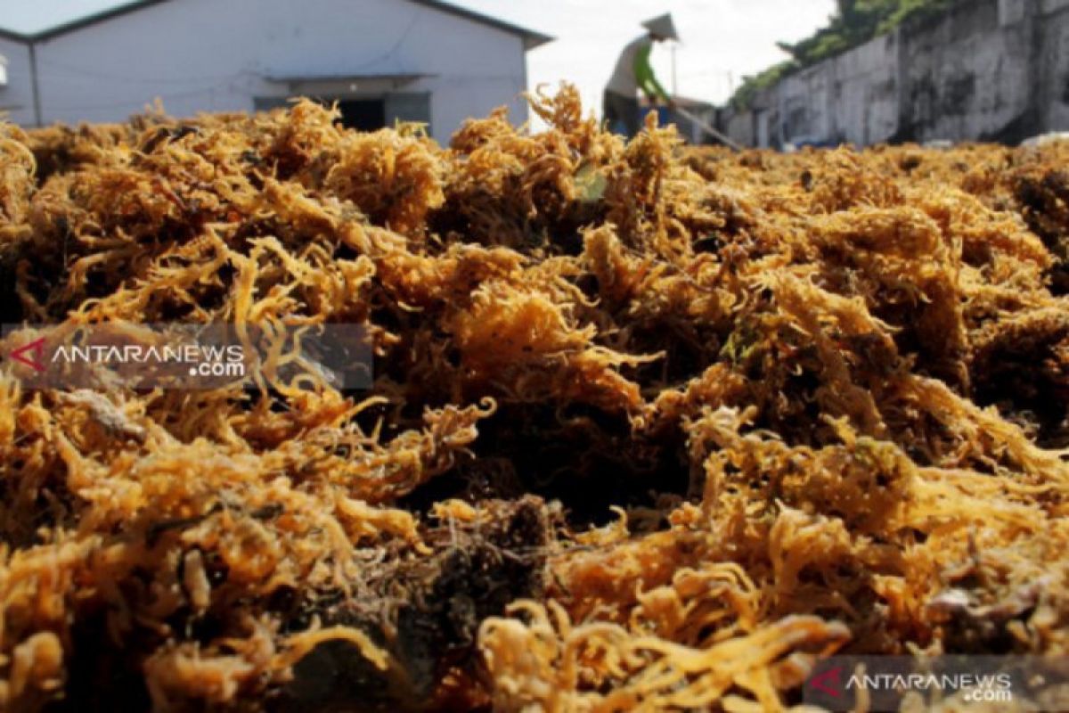 Ekspor rumput laut terus melaju