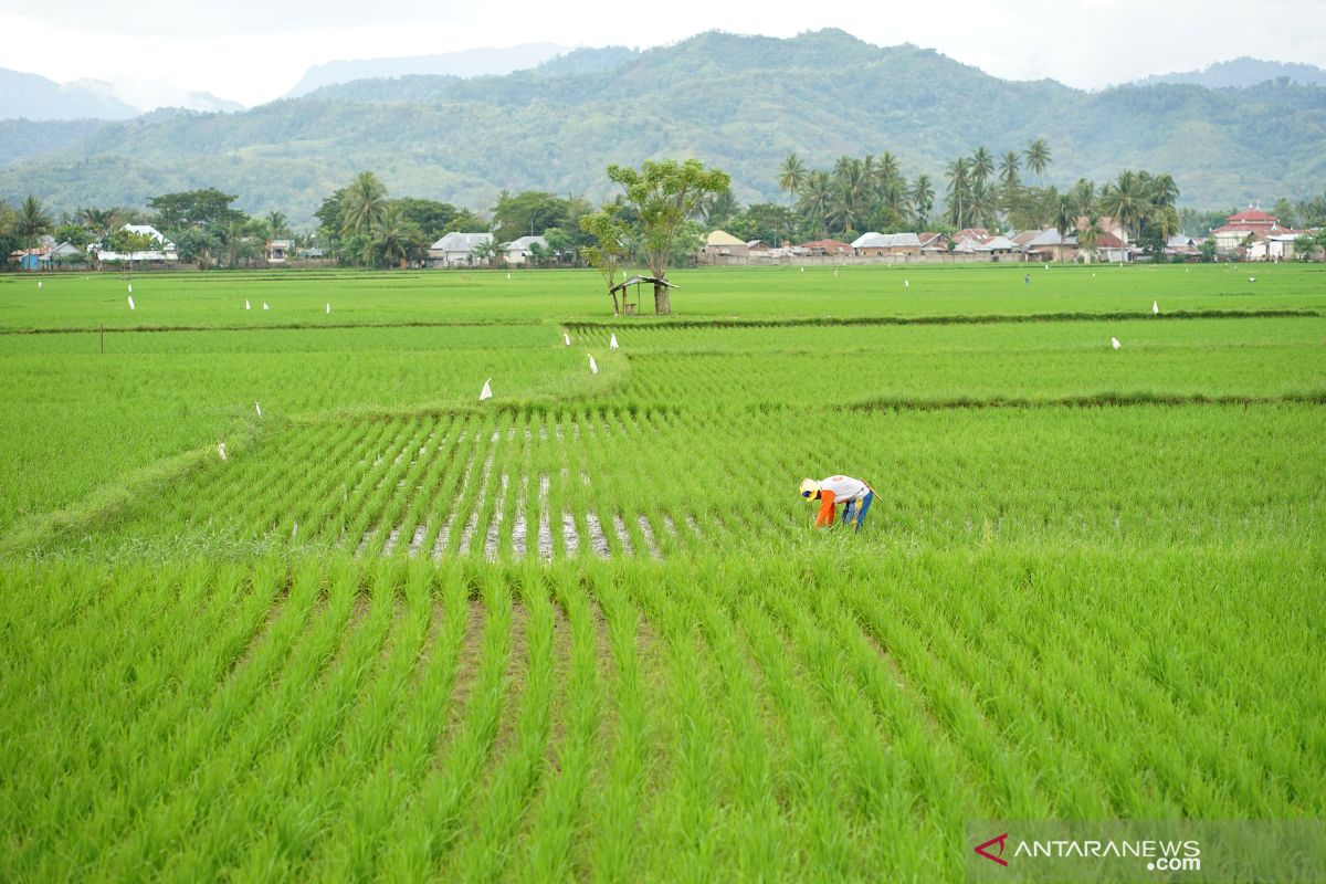 Presiden Jokowi: Pastikan ketersediaan air di beberapa sentra pertanian