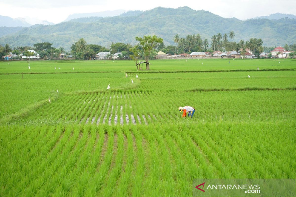 Kemendes PDTT fokus ke 10 daerah transmigrasi untuk intensifikasi padi