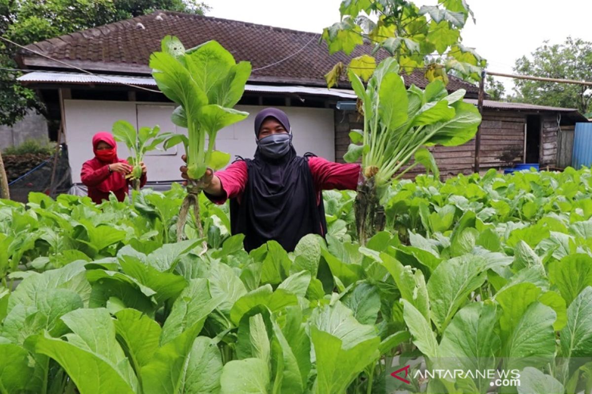 Indocement membina Poktan bercocok tanam dengan sistem Hidroponik