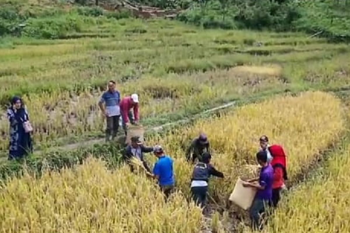 Kostratani  Jangkat Timur dampingi petani di tengah pandemi corona.