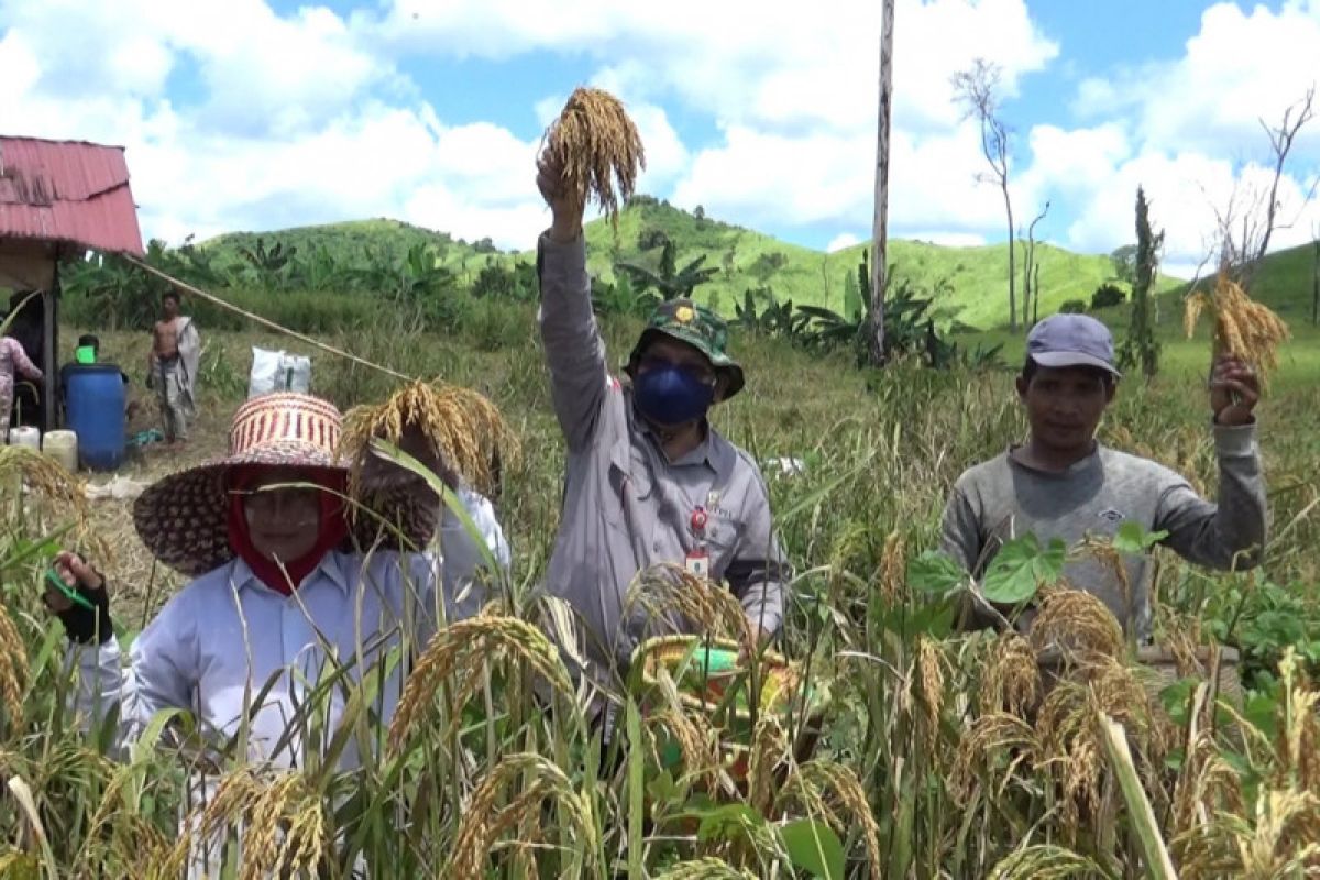 Petani di delapan kecamatan Kabupaten Banjar panen padi gogo