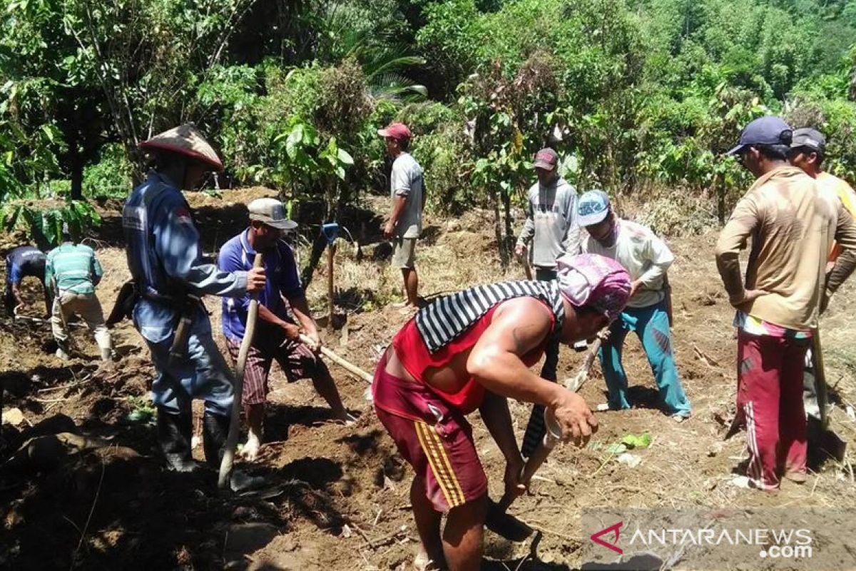 Farm work continues in Central Sulawesi despite COVID-19 pandemic