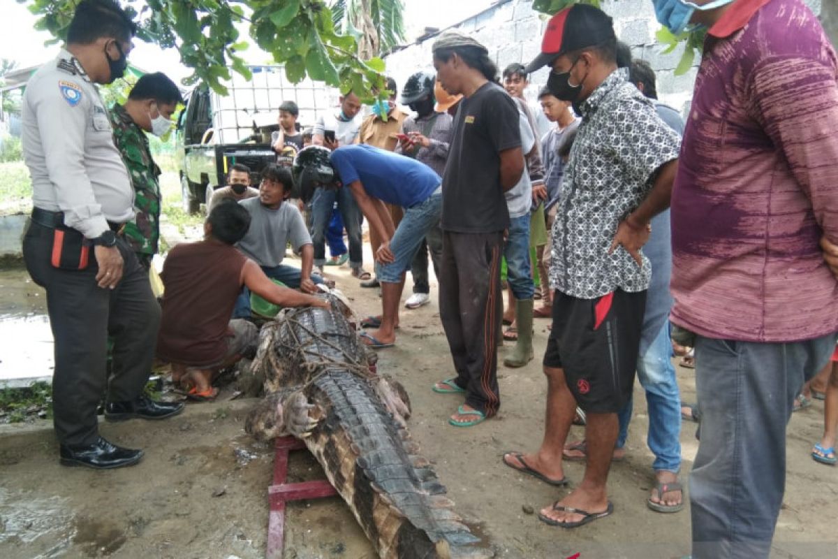 Warga Dumai tangkap buaya empat meter. Ini komentar edukatif BKKSDA