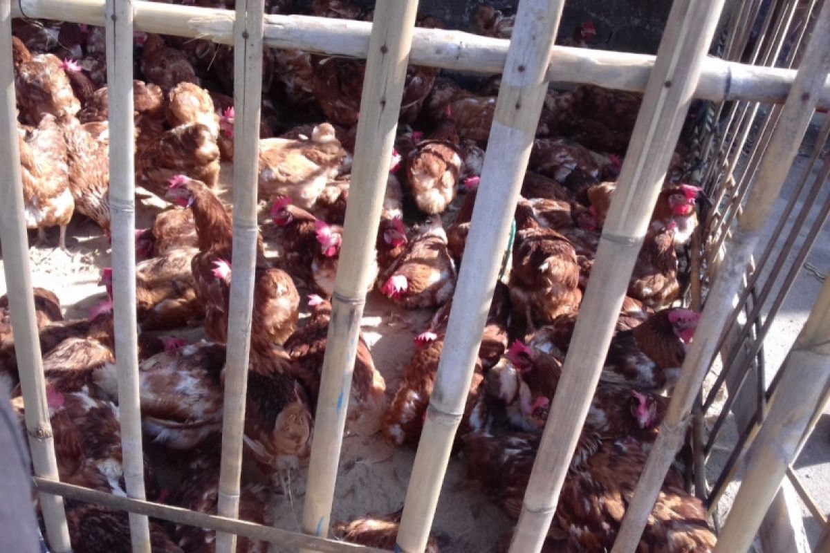 Harga ayam potong di Bandarlampung berangsur normal, pembeli sepi