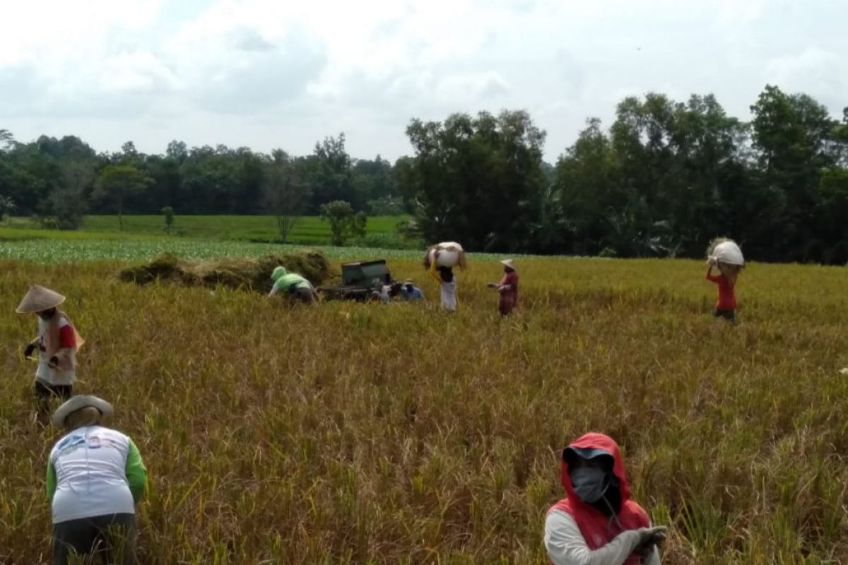 Produksi padi Lampung Timur stabil di tengah pandemi COVID-19