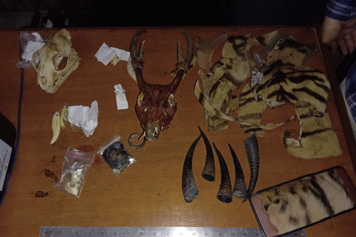 Police apprehend Jambi resident illegally trading Sumatran tiger skin