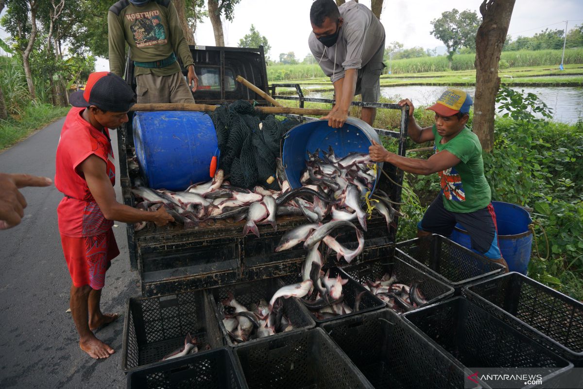 Penjualan ikan patin turun drastis terdampak wabah corona