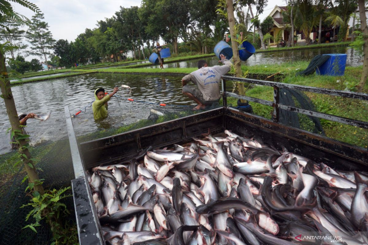 Petani ikan Pekanbaru panen 2,5 ton patin