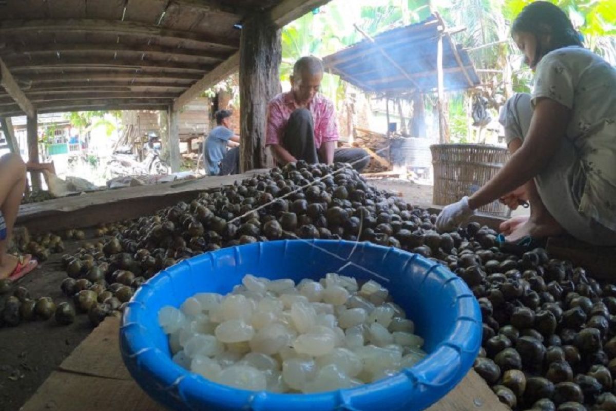 Warga Penyengat Olak pembuat kolang-kaling