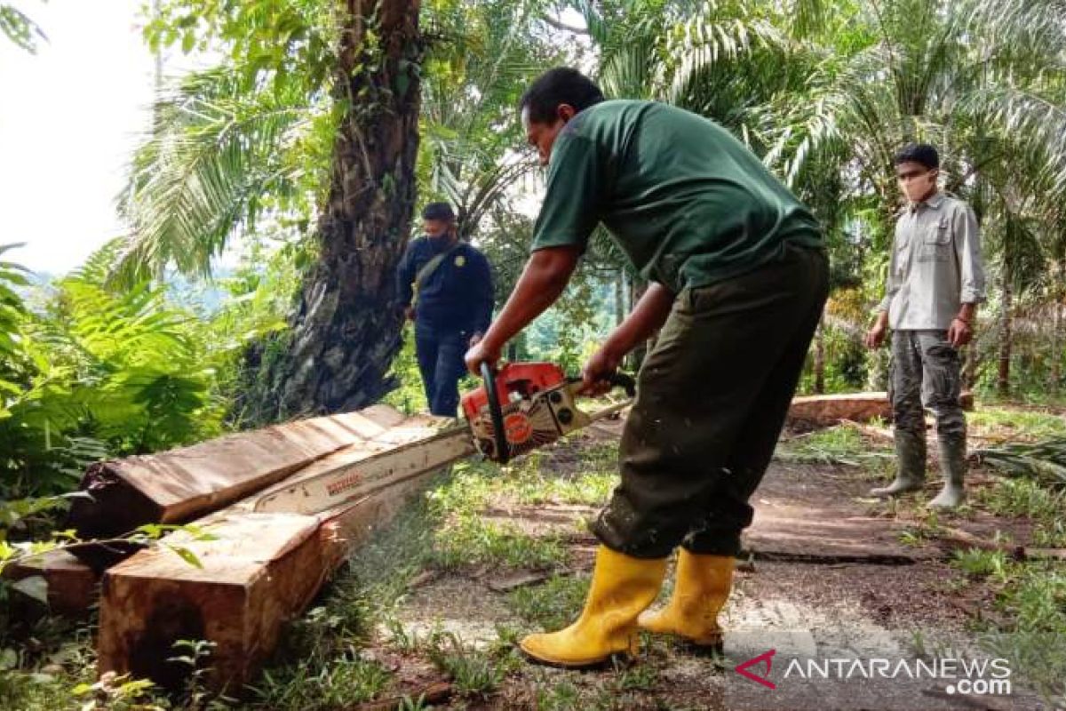 Dua meter kubik kayu hasil pembalakan di hutan lindung Agam dimusnahkan, pembalak tak ditemukan