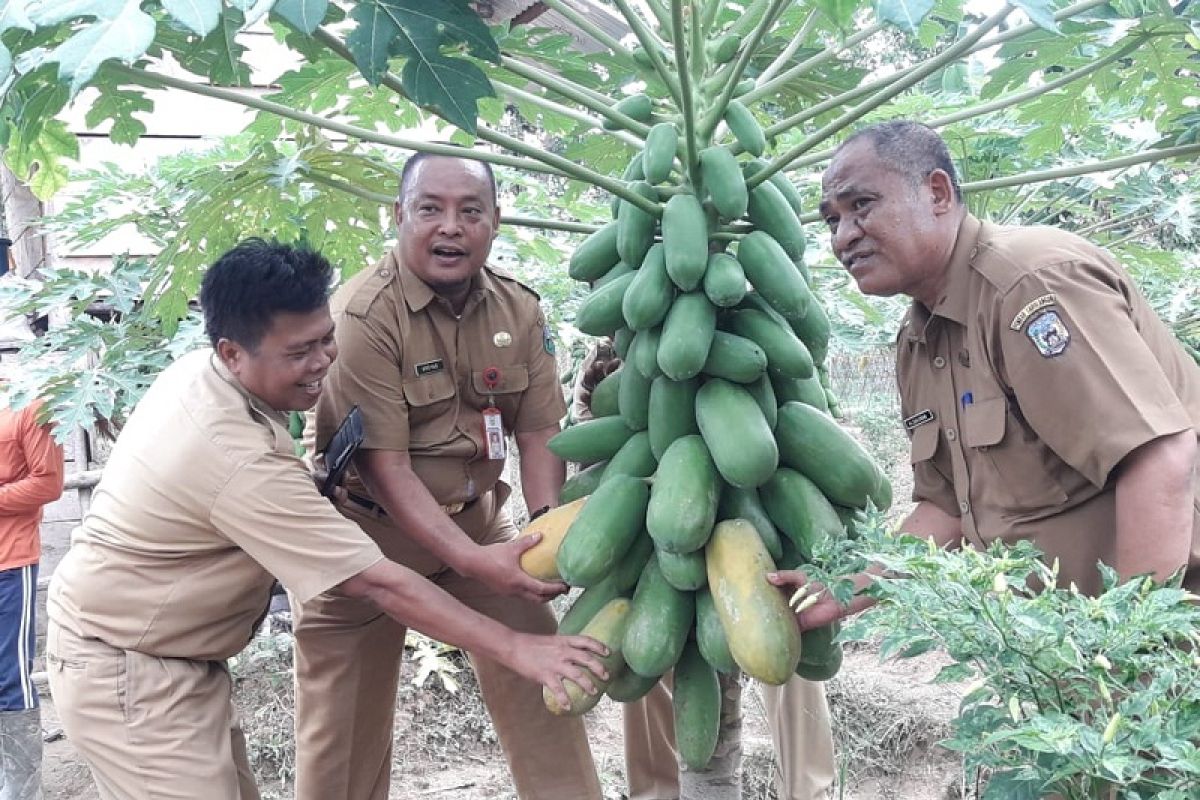 Peluang usaha baru, Kementan ajak petani Sarolongun tanam pepaya california