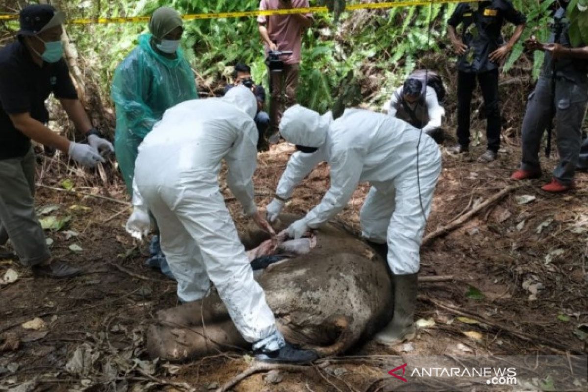 Seekor anak gajah Sumatera mati, diperiksa dengan protap COVID-19