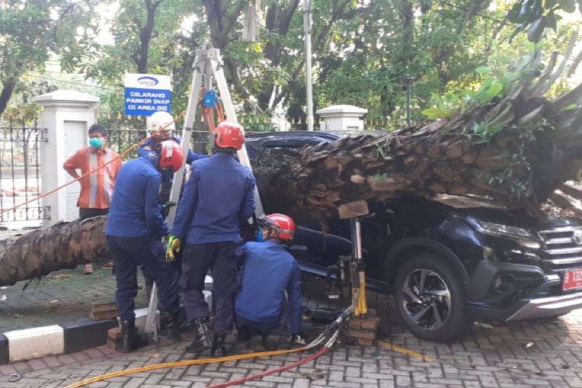 Mobil minibus plat merah penyok tertimpa pohon sawit