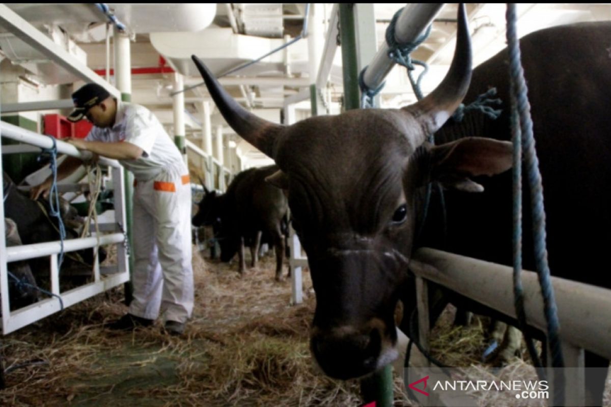 Permintaan pasokan sapi dari luar NTT meningkat selama Ramadhan