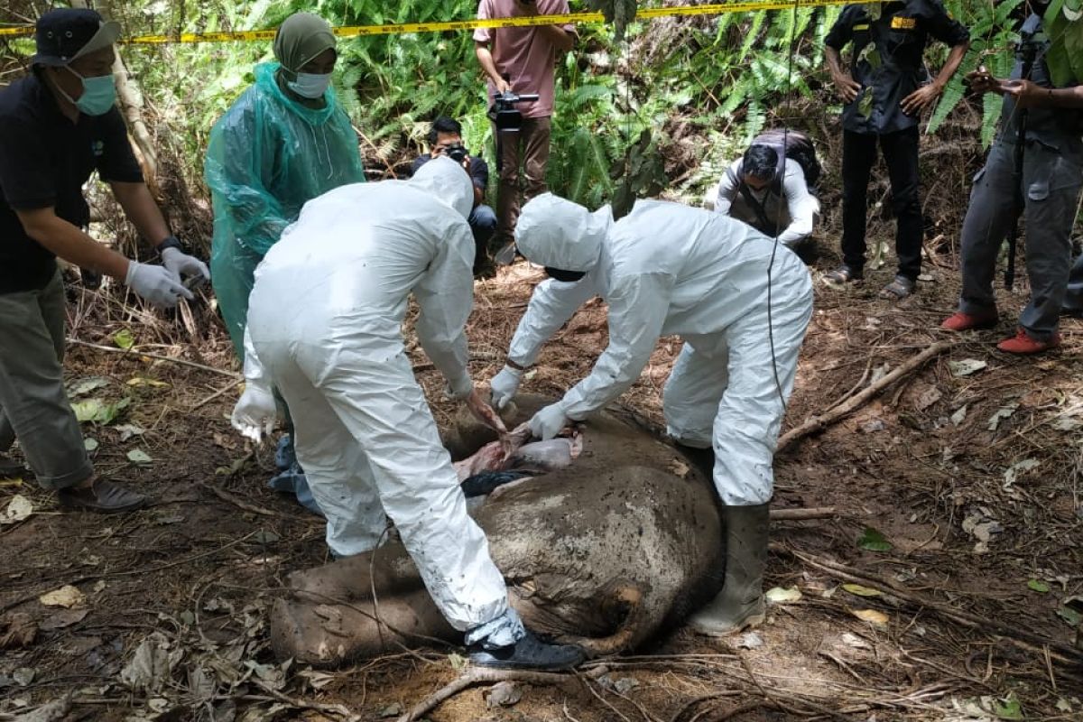 Satu gajah sumatera ditemukan mati tanpa kepala di Aceh Timur