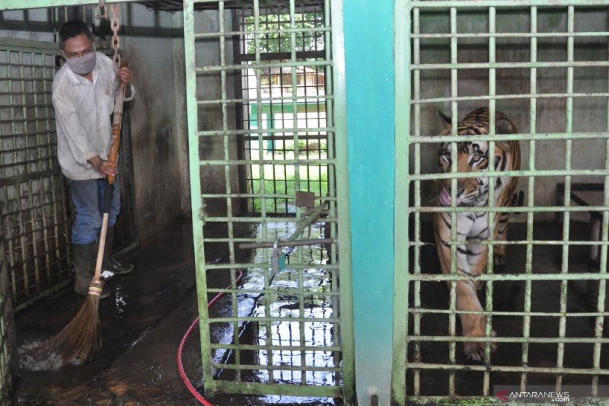Ratusan hewan di Medan Zoo terancam kelaparan gara-gara pandemi COVID-19