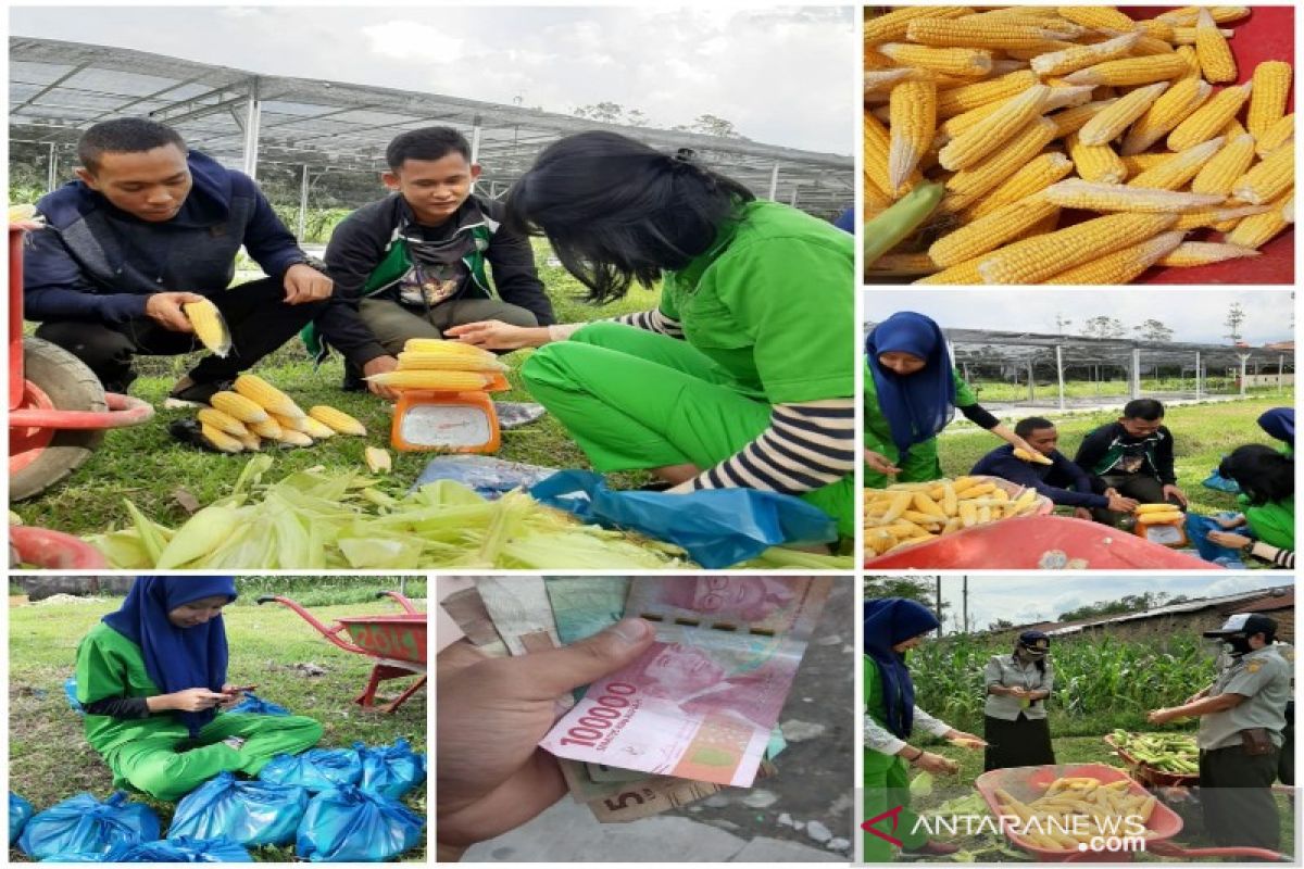 Mahasiswa Polbangtan Medan praktik wirausaha sosial usai penen jagung