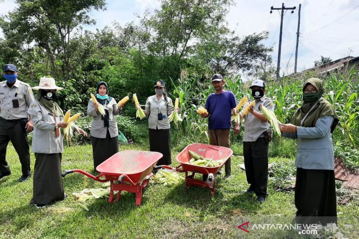 Polbangtan Medan dukung gerakan pangan lokal melalui kegiatan Kampus Mandiri Pangan