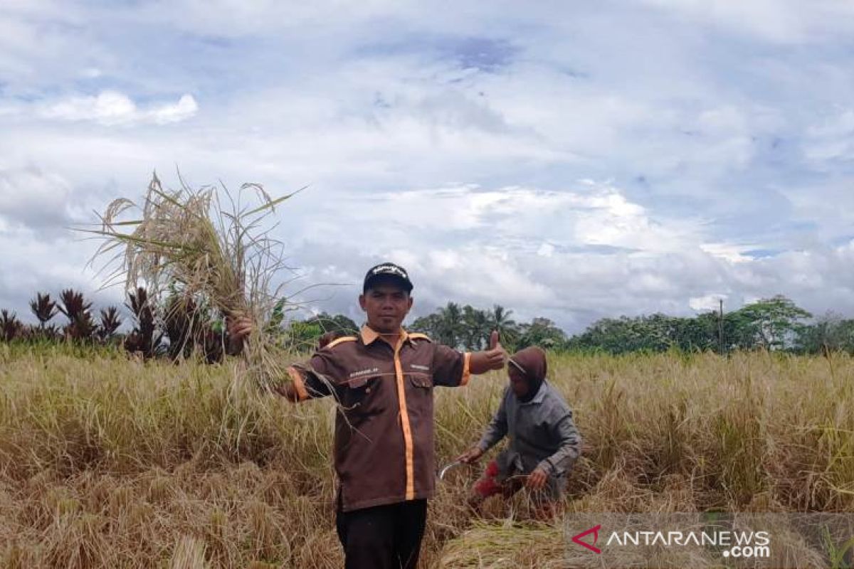 BPPSDMP kerahkan penyuluh ajak petani tanam varietas lokal Tapsel