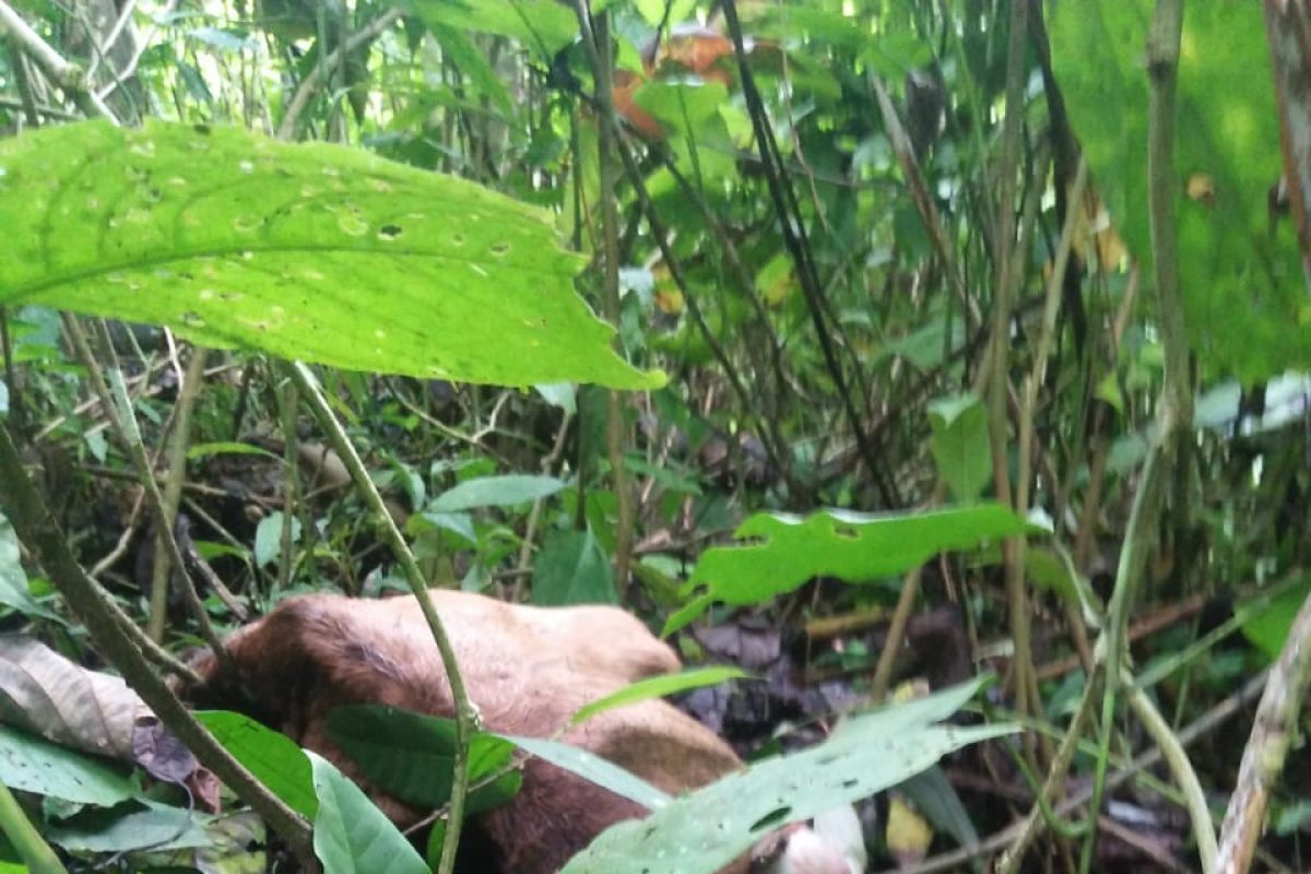 Sapi milik warga Lau Damak Bahorok Langkat dimangsa harimau