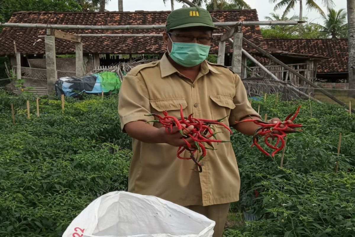 Petani lahan pantai di Kulon Progo memasuki panen raya cabai