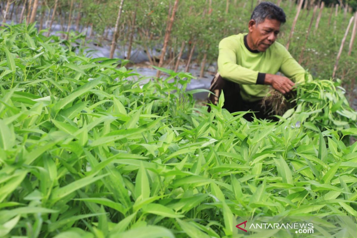 Permintaan kangkung meningkat