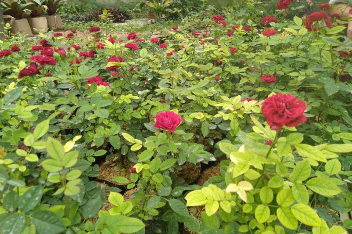 Tambah koleksi Kebun Raya Cibodas, Balitbangtan serahkan benih mawar