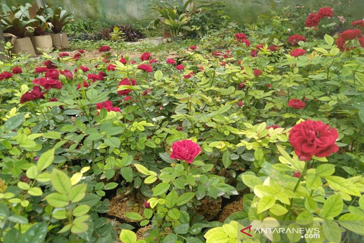 Perkaya koleksi Kebun Raya Cibodas, Balitbangtan serahkan benih mawar