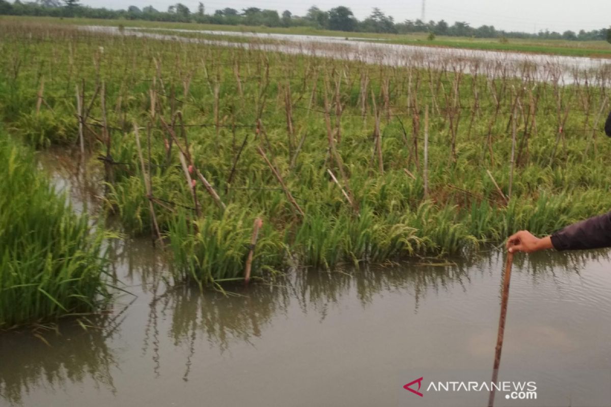 Klaim asuransi sawah puso Kabupaten Kudus capai Rp587,93 juta