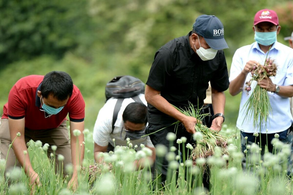 Petani di Deliserdang panen bawang di tengah pandemi COVID-19