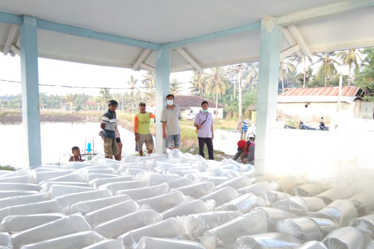 KKP distribusikan benih ikan lele dan udang galah unggul