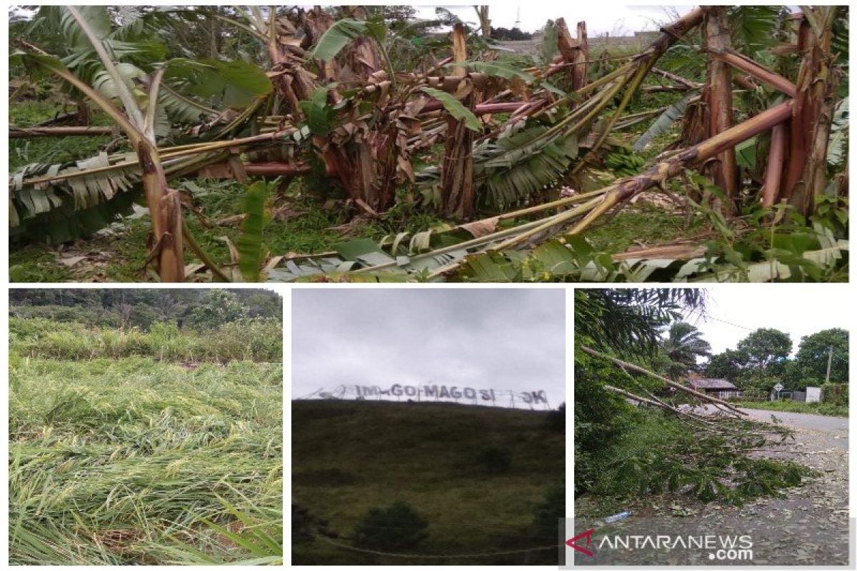 Angin kencang sisakan kerugian besar ekonomi petani