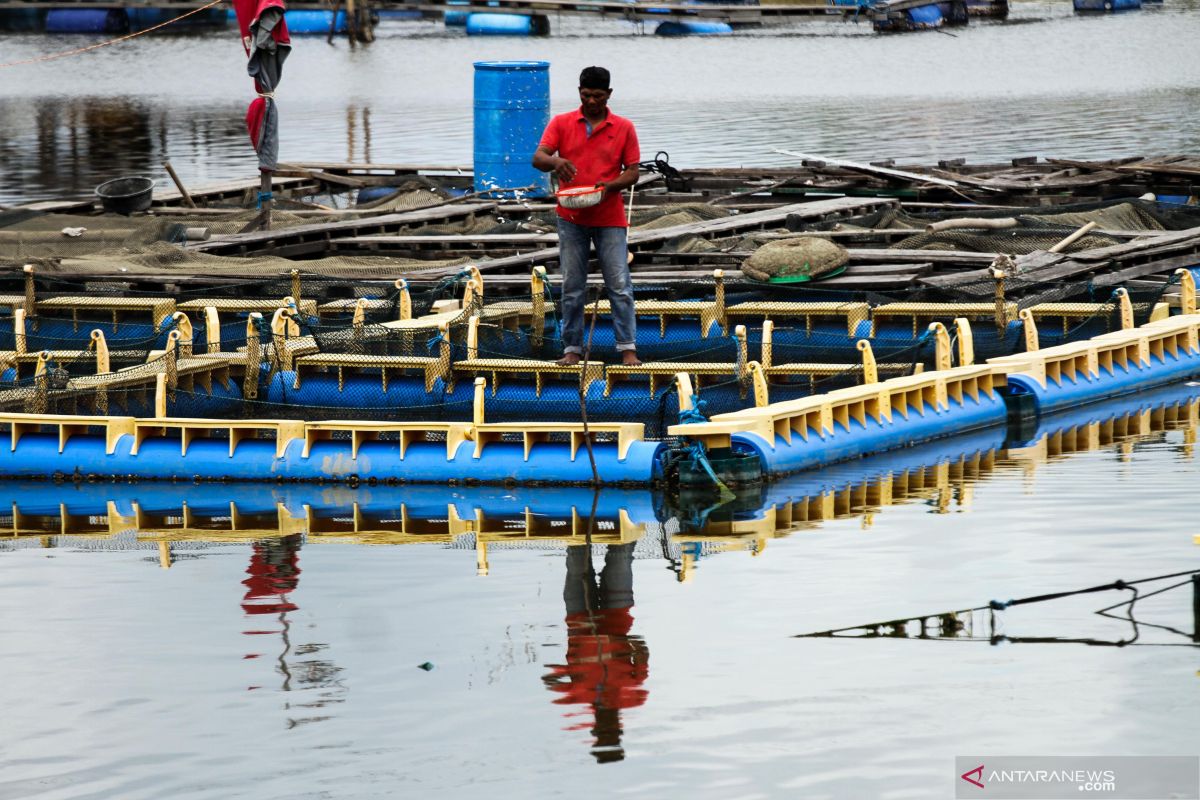 Sekitar 500 Kg  ikan keramba di Mukomuko mati