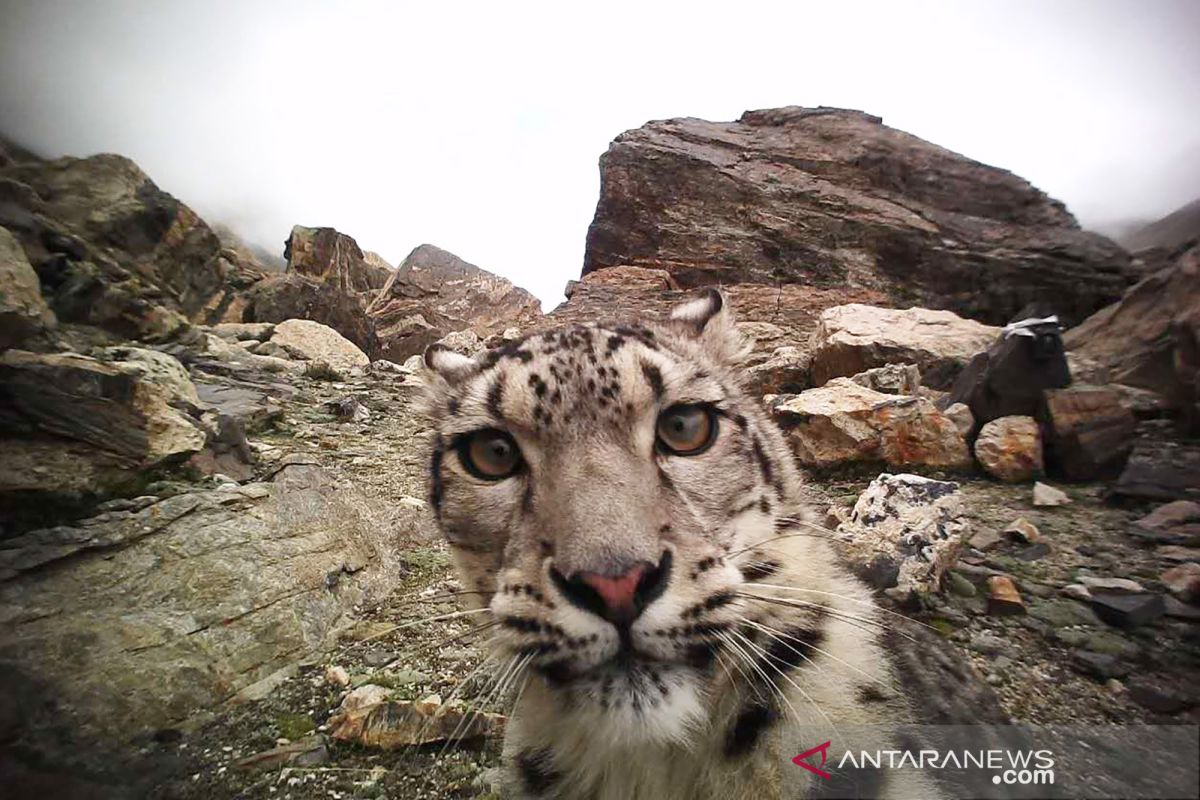 Macan tutul salju muncul di dekat kota di Kazakhstan saat "lockdown" COVID-19