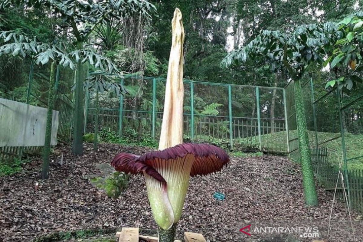 Bunga bangkai mekar kembali di Kebun Raya Cibodas LIPI Cianjur