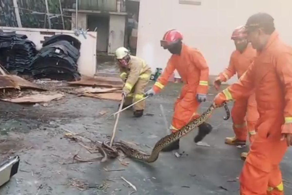 Petugas damkar evakuasi ular sanca sepanjang 3,5 meter dari balik keramik lantai