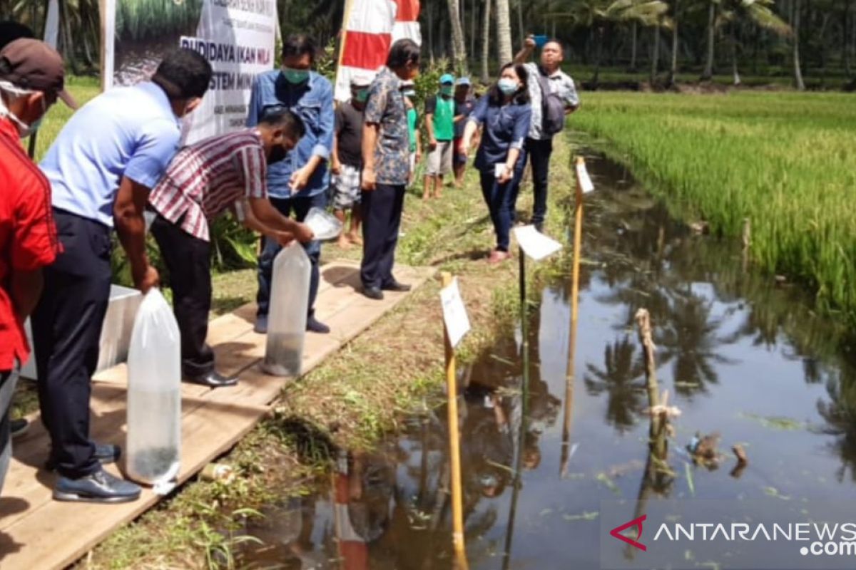 Kelompok budidaya ikan Minahasa Tenggara dapat bantuan bibit