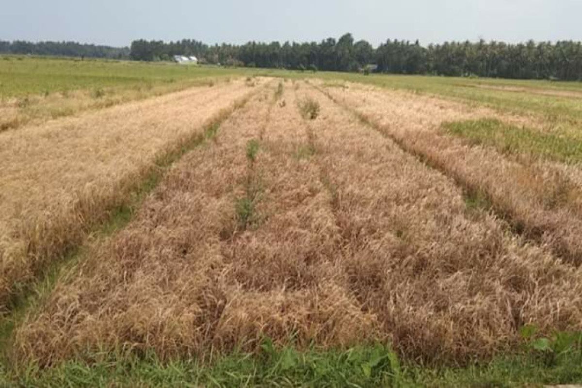 Ratusan hektare tanaman padi diserang hama wereng