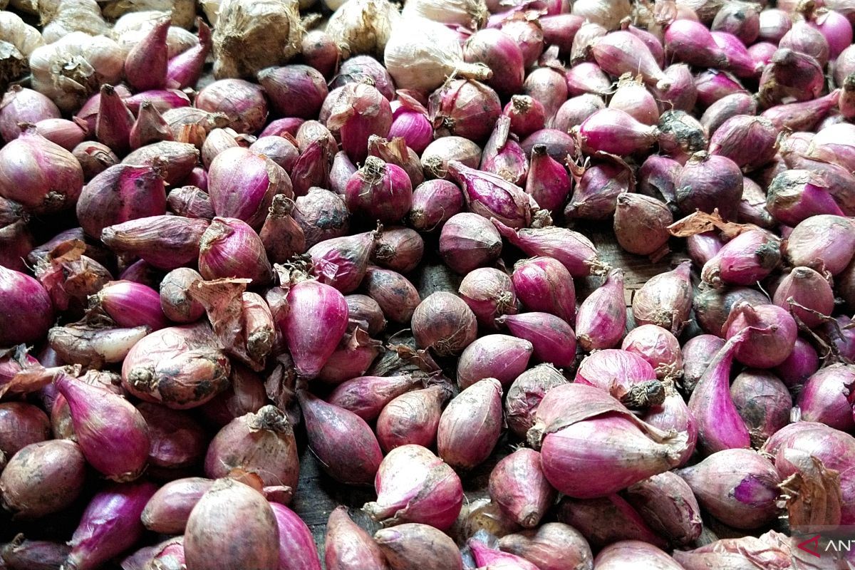 Harga bawang merah di Mesuji naik